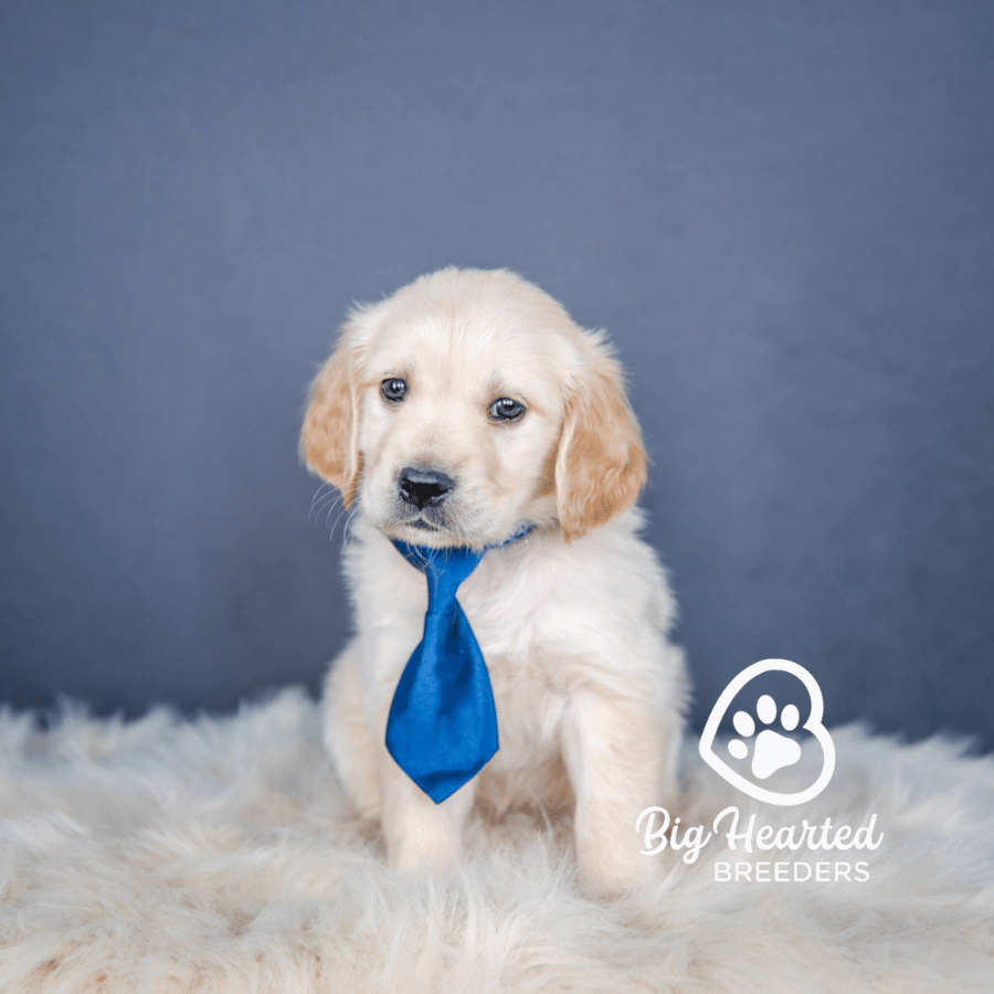 Howl Howl, Mini Golden Retriever Puppy, Big Hearted Breeders