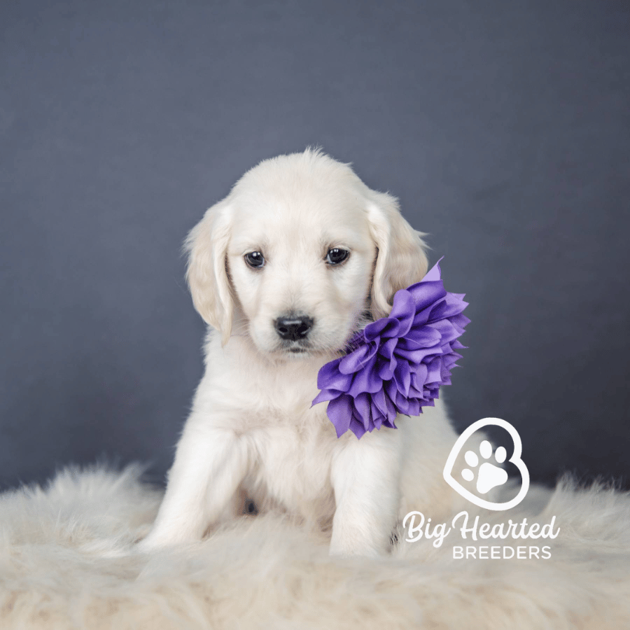 Jiji Jiji, Mini Golden Retriever Puppy, Big Hearted Breeders