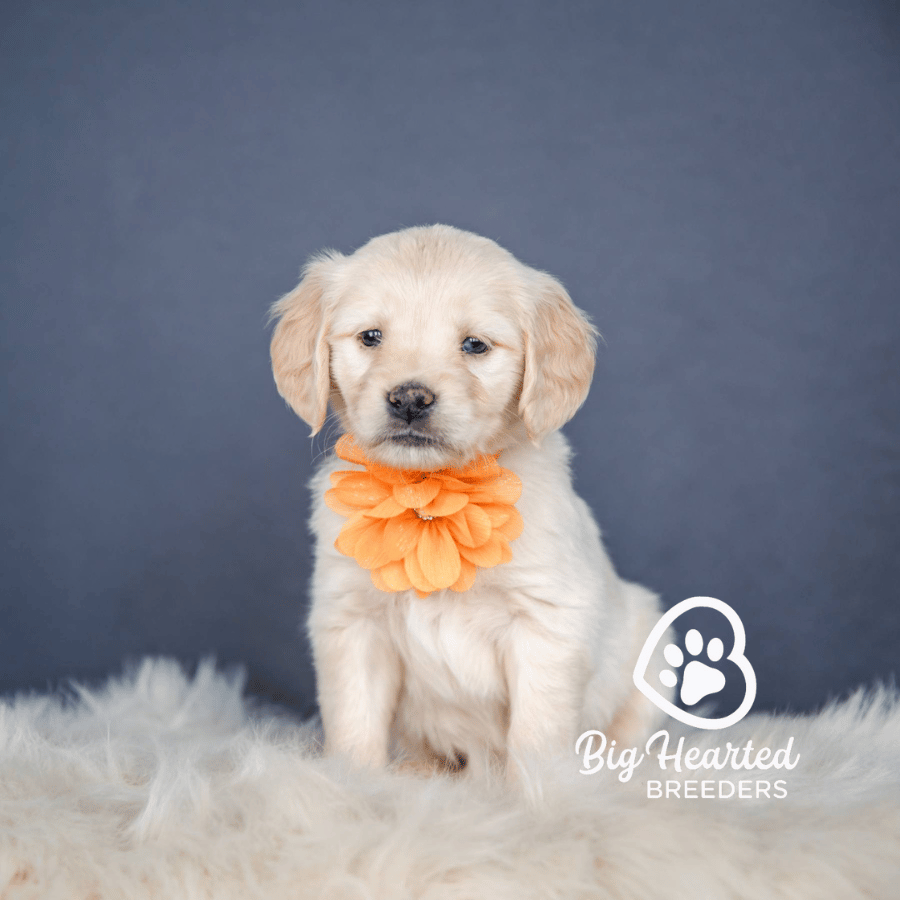 Kiki Kiki, Mini Golden Retriever Puppy, Big Hearted Breeders