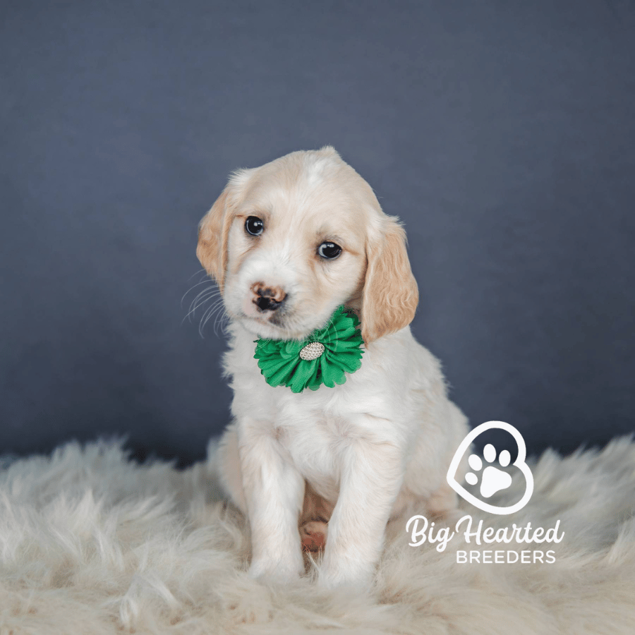 Ponyo Ponyo, Mini Golden Retriever Puppy, Big Hearted Breeders