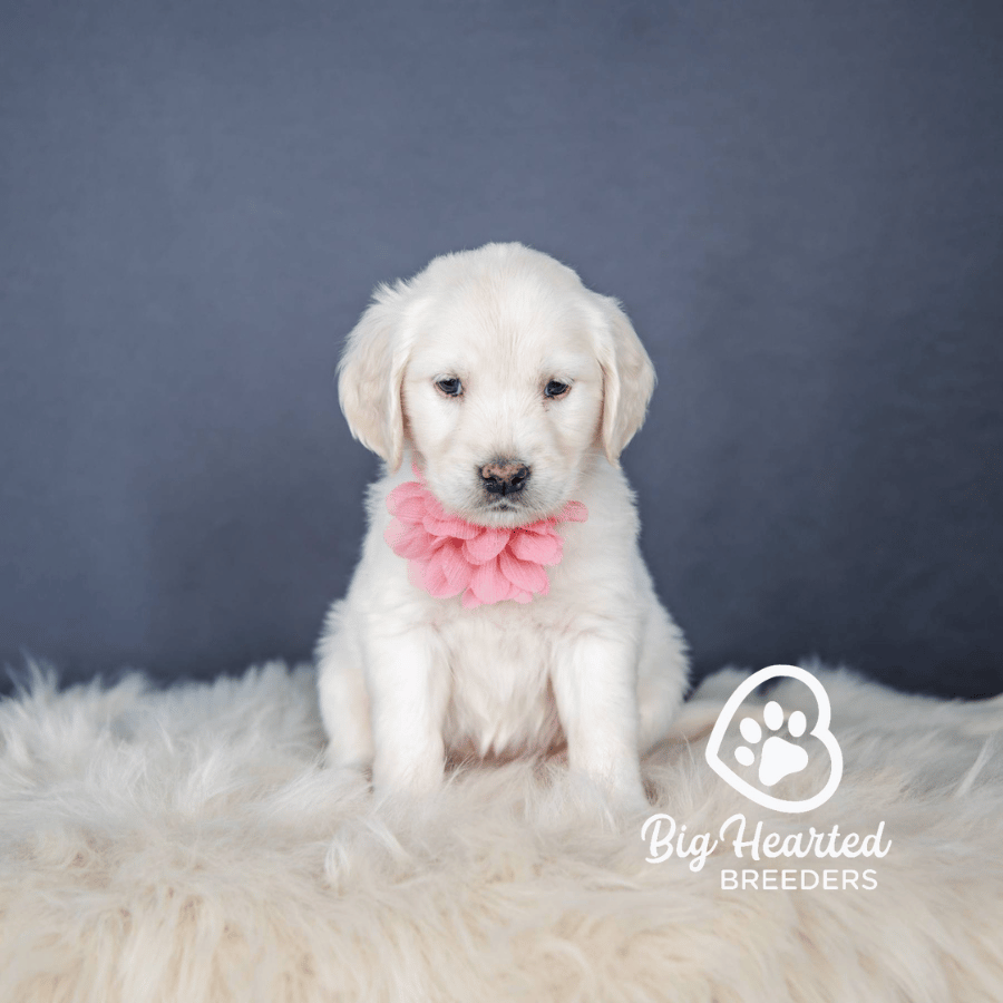 Sophie Sophie, Mini Golden Retriever Puppy, Big Hearted Breeders