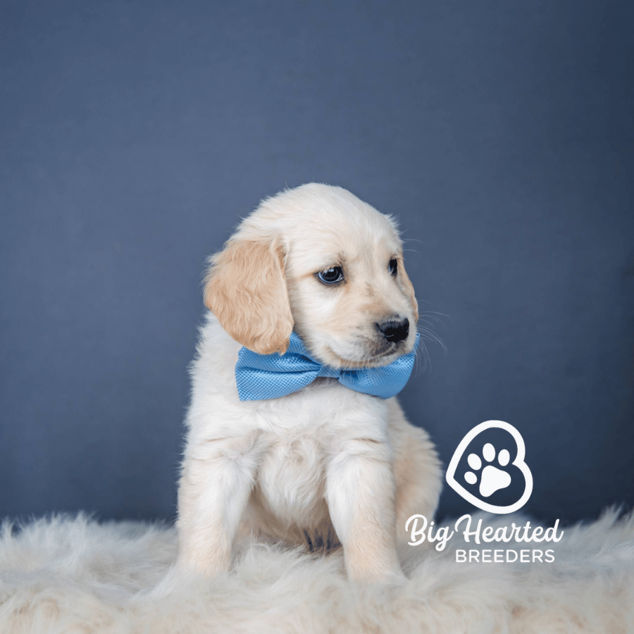 Sosuke Sosuke, Mini Golden Retriever Puppy, Big Hearted Breeders