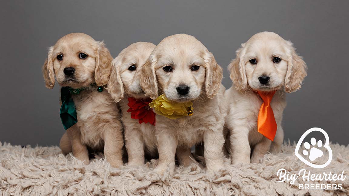 Mini Golden Retriever puppies