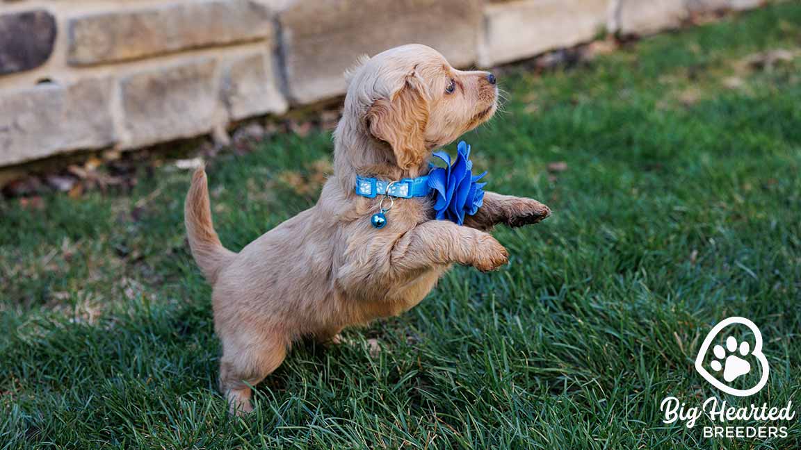 One of the Mini Golden Retriever dogs at Big Hearted Breeders with a blue collar with a flower playing in the grass