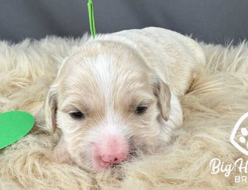 10 Weird Facts About Dogs