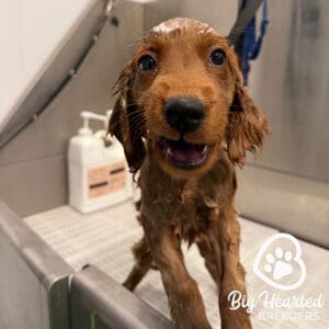 Dog taking a bath to cool him down during the summer