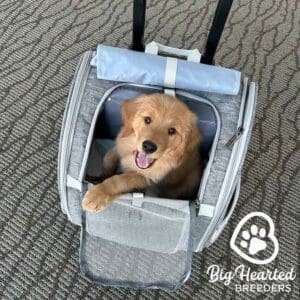 Puppy traveling in a travel carrier