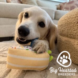 Mini Golden dog playing with a toy inside to cool down