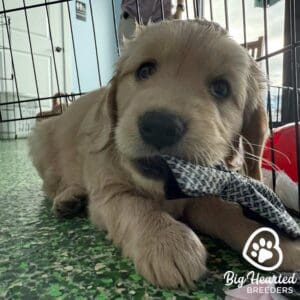 Mini Golden Retriever puppy biting on a toy
