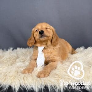 How to stop puppies from biting? Mini Golden puppy who does not bite