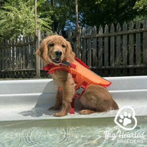 Mini Golden puppy by the pool wearing a dog life jacket