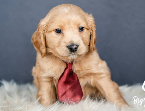 How to Stop Puppies from Biting: Breeder’s Guide