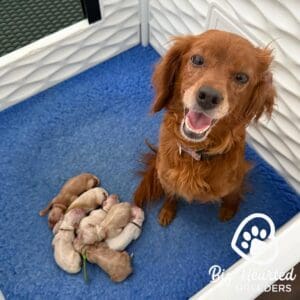 Mini Golden Retriever mother with her newborn puppies