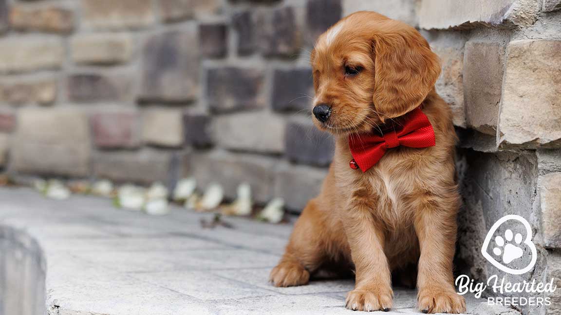 Mini Golden Retriever puppy with a red bowtie