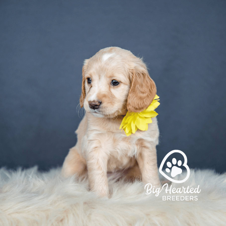 Aiofi Aiofi, Mini Golden Retriever Puppy, Big Hearted Breeders