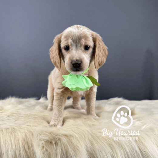 Astrid Astrid, Mini Golden Retriever Puppy, Big Hearted Breeders