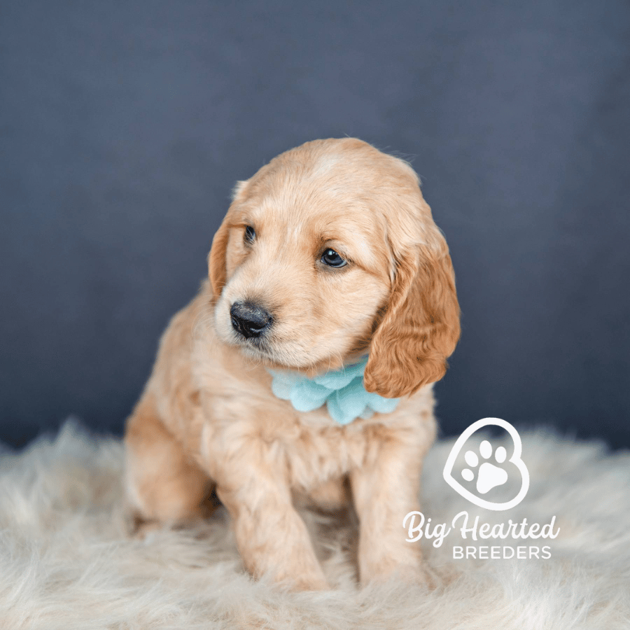 Aurora Aurora, Mini Golden Retriever Puppy, Big Hearted Breeders