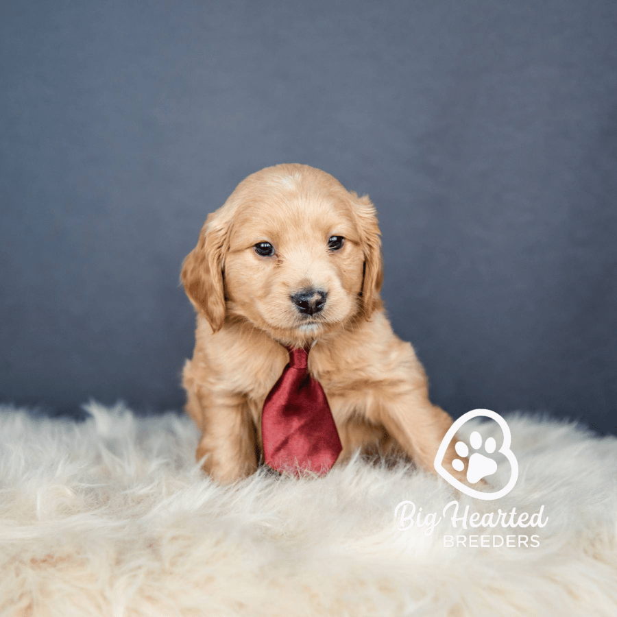 Beau Beau, Mini Golden Retriever Puppy, Big Hearted Breeders