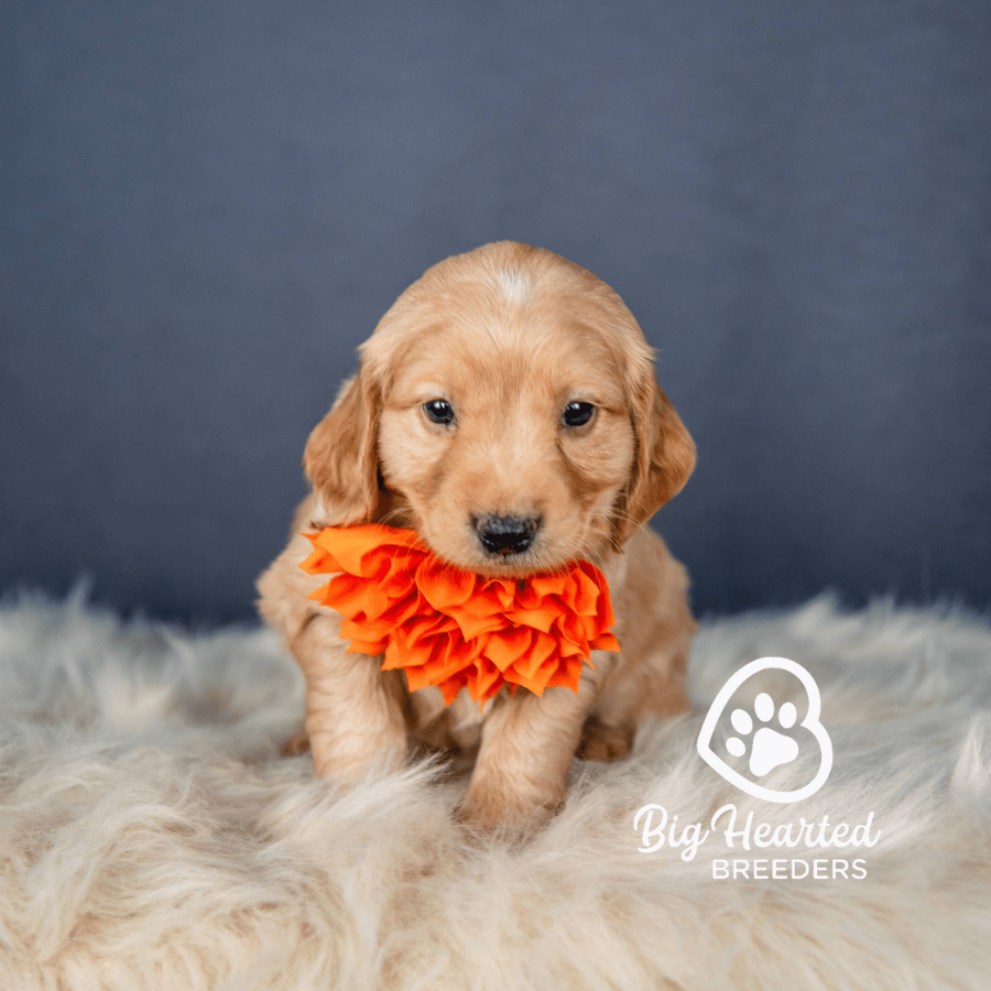 Blaze Blaze, Mini Golden Retriever Puppy, Big Hearted Breeders