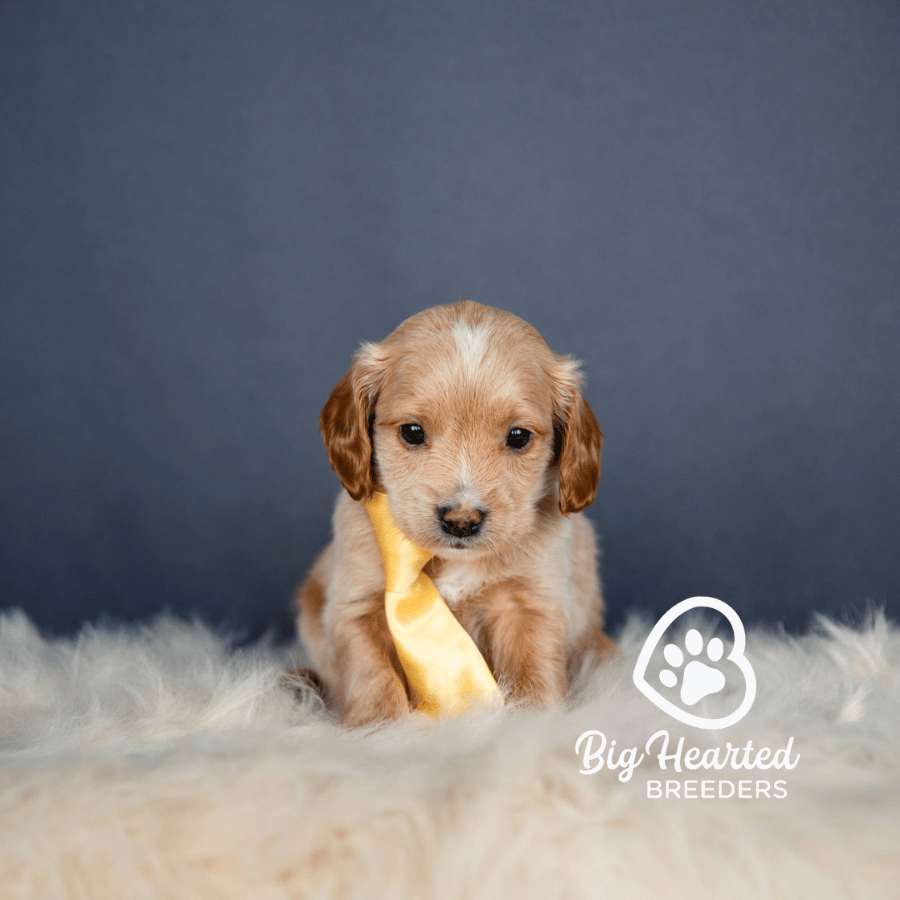 Bumble Bumble, Mini Golden Retriever Puppy, Big Hearted Breeders