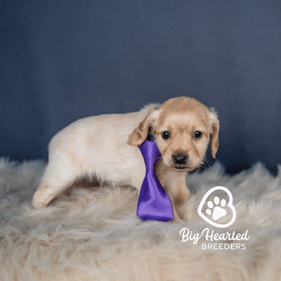 Carpenter Carpenter, Mini Golden Retriever Puppy, Big Hearted Breeders