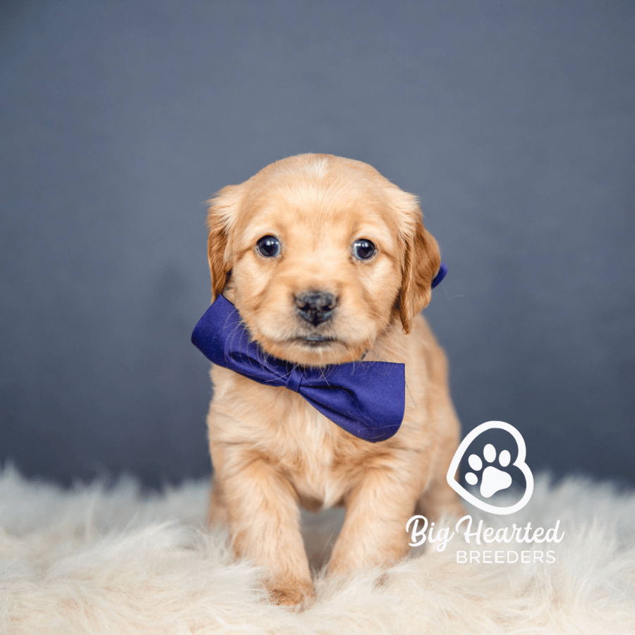 Cyrus Cyrus, Mini Golden Retriever Puppy, Big Hearted Breeders