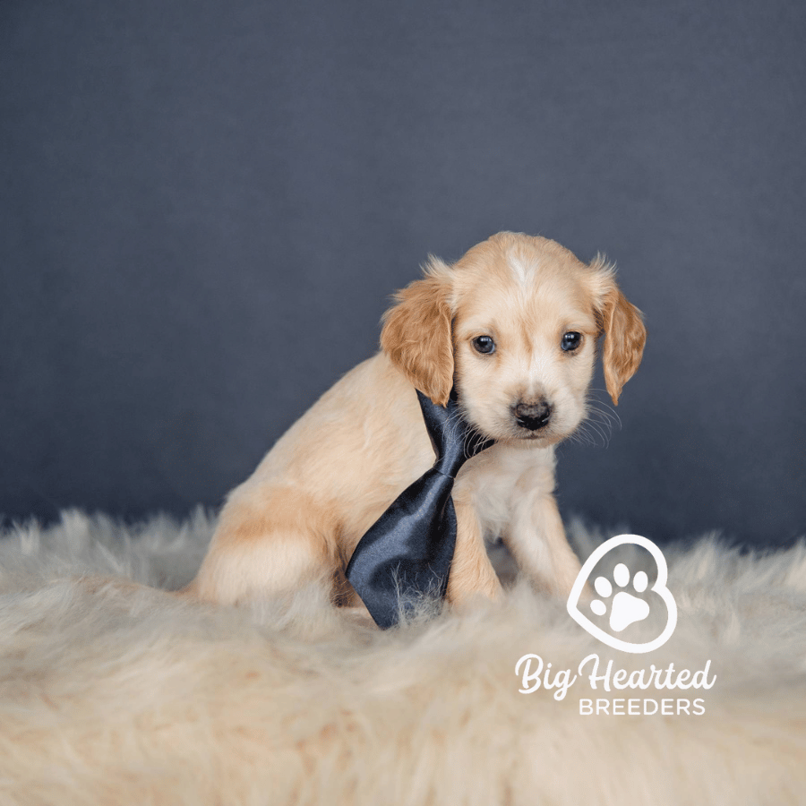 Drone Drone, Mini Golden Retriever Puppy, Big Hearted Breeders