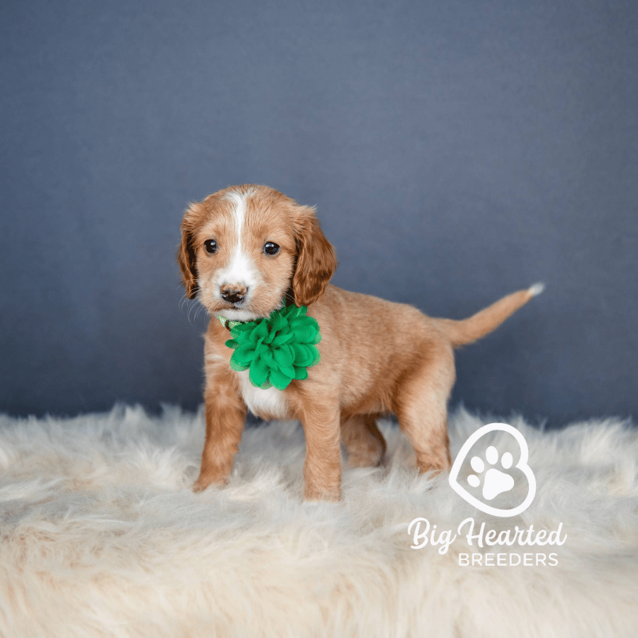 Iris Iris, Mini Golden Retriever Puppy, Big Hearted Breeders