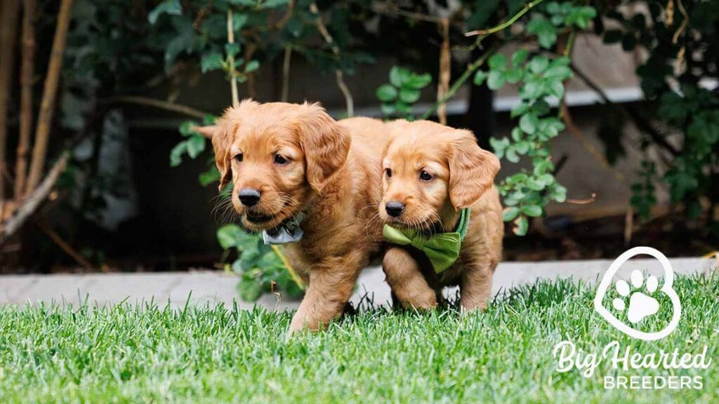 Two mini Golden Retriever puppies running in the grass thanks to good joint health