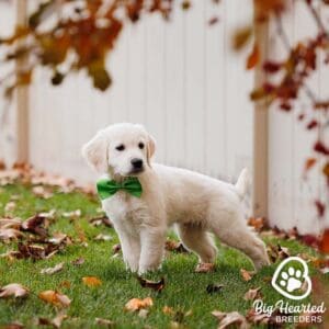 White mini Golden with a green bowtie