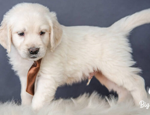 How to Prevent Joint Issues in Dogs