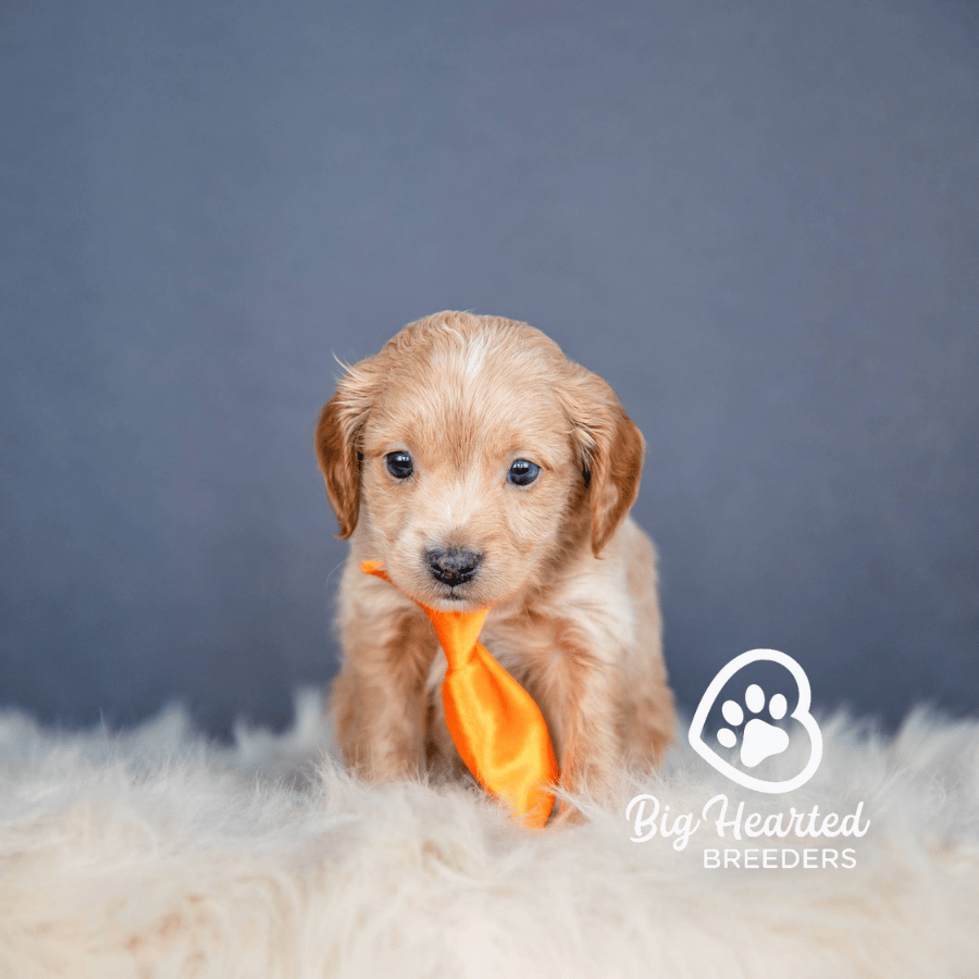 Mason Mason, Mini Golden Retriever Puppy, Big Hearted Breeders