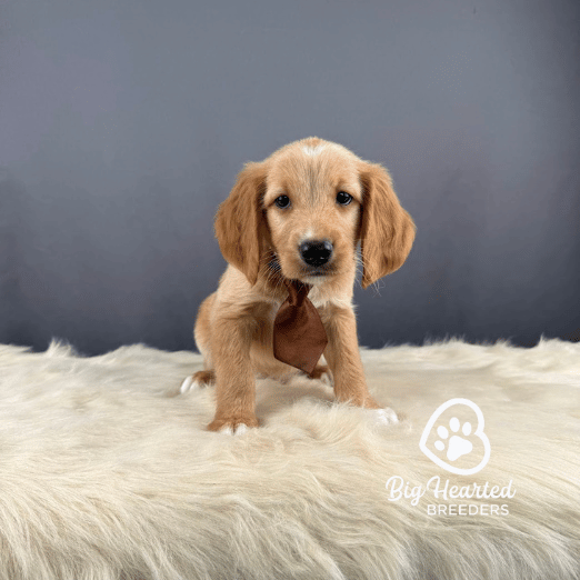 Root Beer Root Beer, Mini Golden Retriever Puppy, Big Hearted Breeders