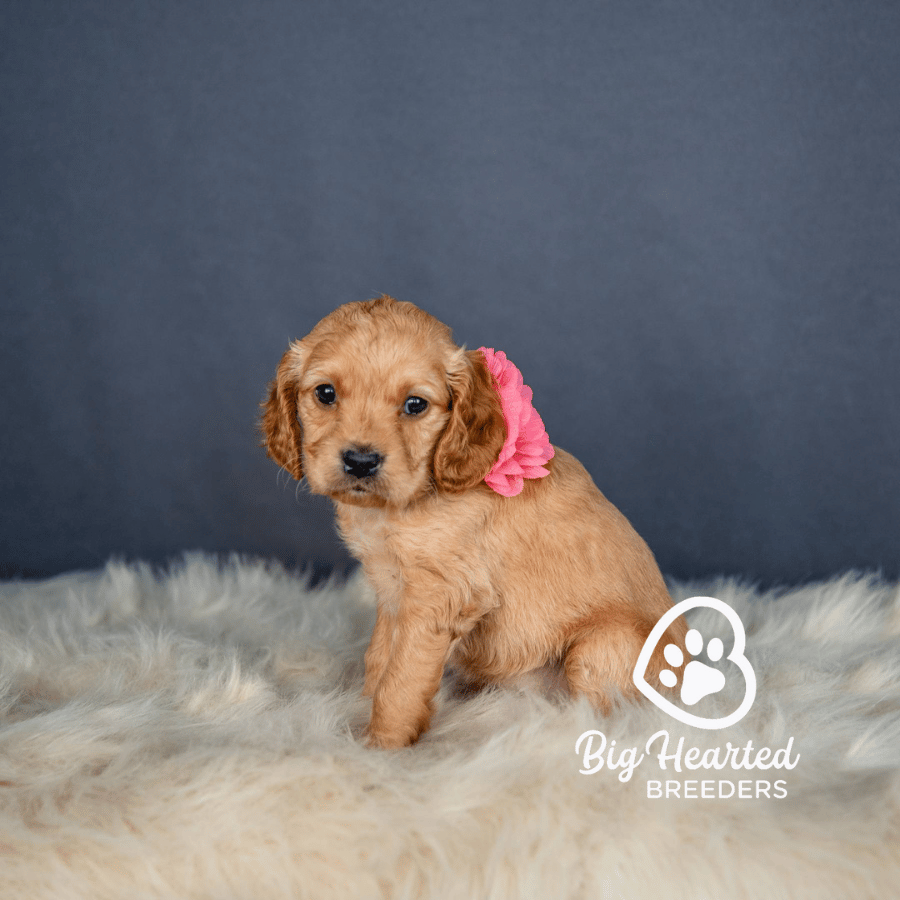 Tulip Tulip, Mini Golden Retriever Puppy, Big Hearted Breeders