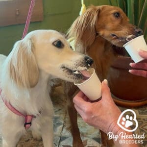 Two dogs licking some pup cups with whipped cream
