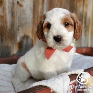 Mini Golden Retriever puppy for sale at Big Hearted Breeders