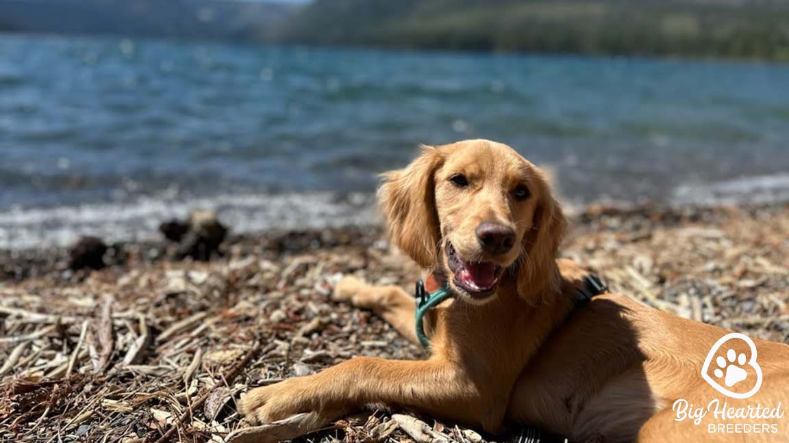 Dog laying down at the beach by the ocean