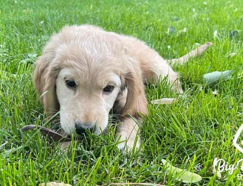 Are Dogs Carnivores? The Truth About Your Pup’s Diet