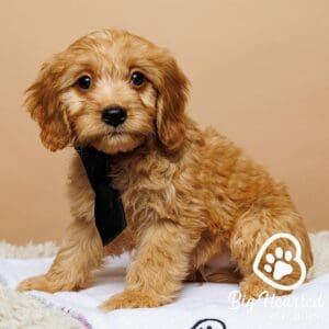 Mini Golden Retriver waering a black tie