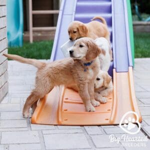 Mini Golden puppies playing on a playground