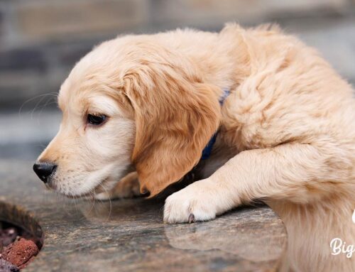 Best Treats for My Dog: Healthy Snacks Your Pup Will Love