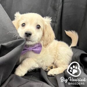 Puppy wearing a purple bowtie