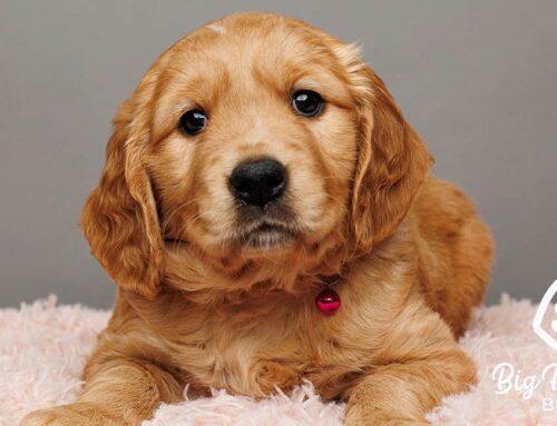 Dog Anxiety Explained: Signs, Causes, and Calming Solutions