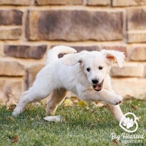 Mini Golden running and jumping in the grass