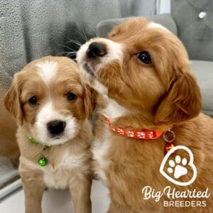 Two puppies who take supplements of fish oil for dogs
