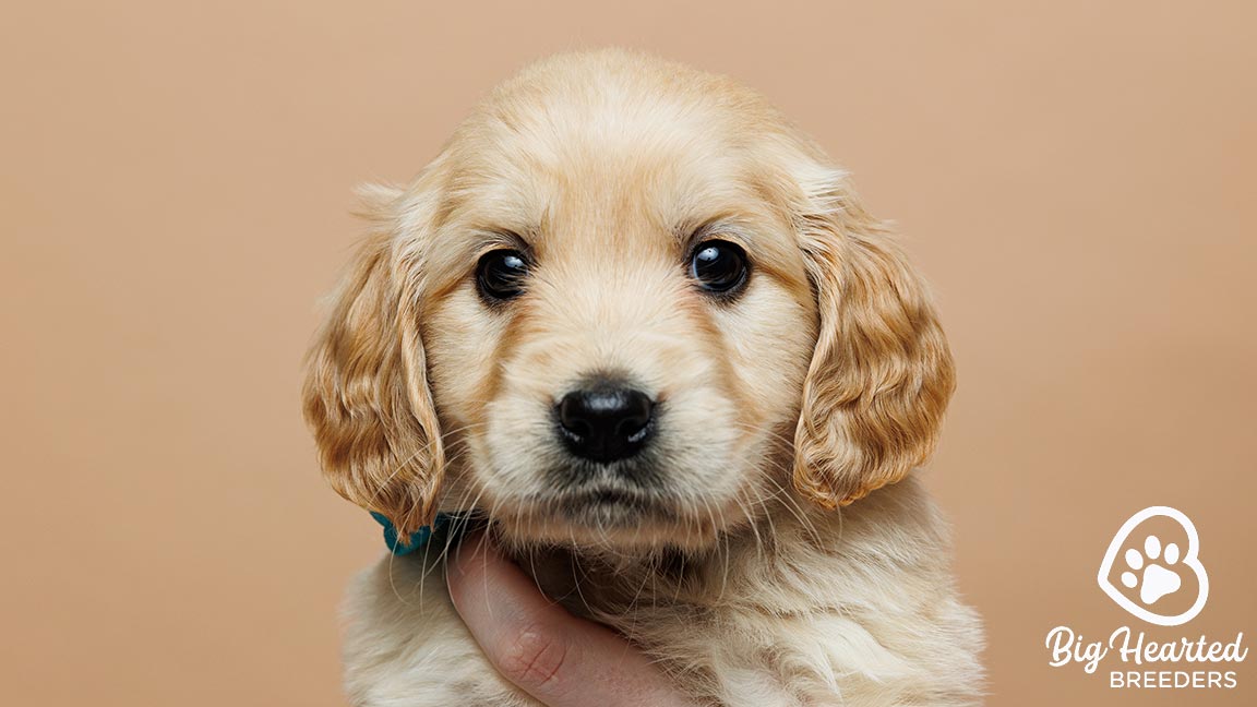 Mini Golden Retriever puppy at Big Hearted Breeders
