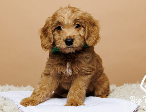 The Benefits of Fish Oil for Dogs