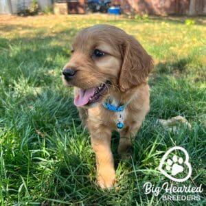 Mini Golden Retriever puppy running in the grass