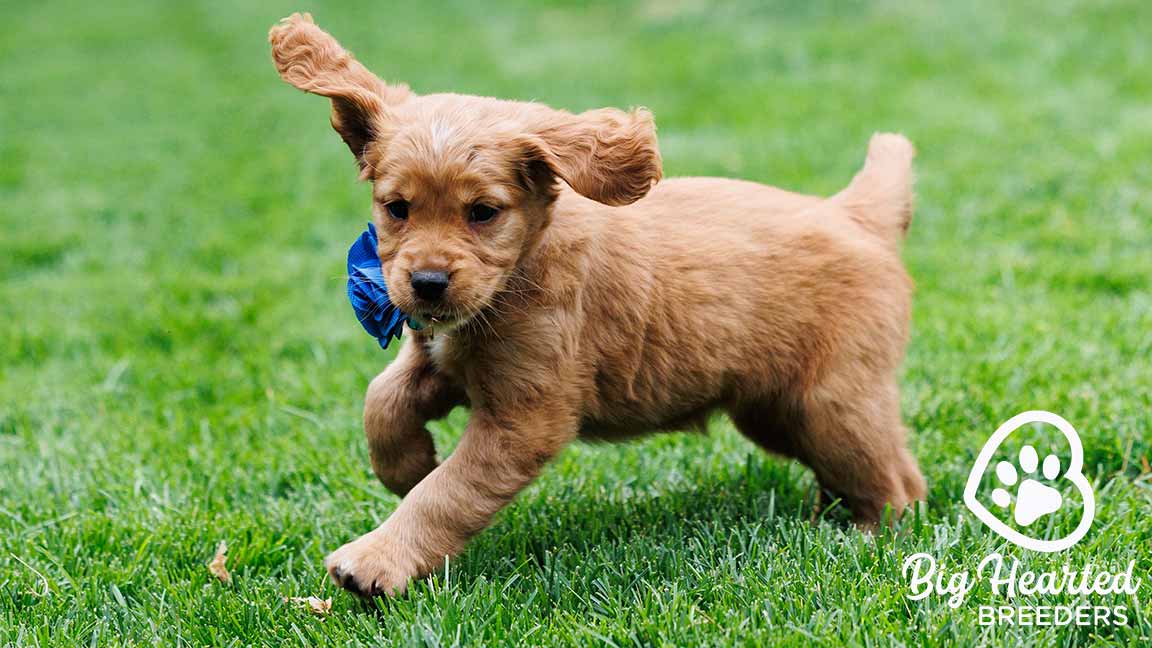 Mini Golden Retriever puppy at Big Hearted Breeders running in the grass