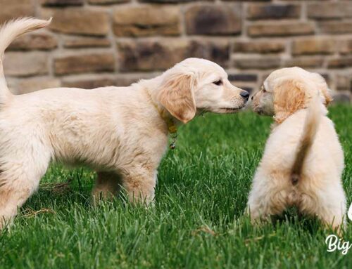 How Often Should You Walk Your Dog? The Complete Guide